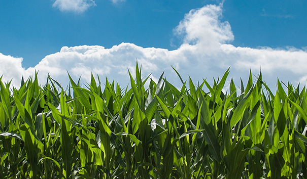 農業(yè)機器人 農業(yè)機器人